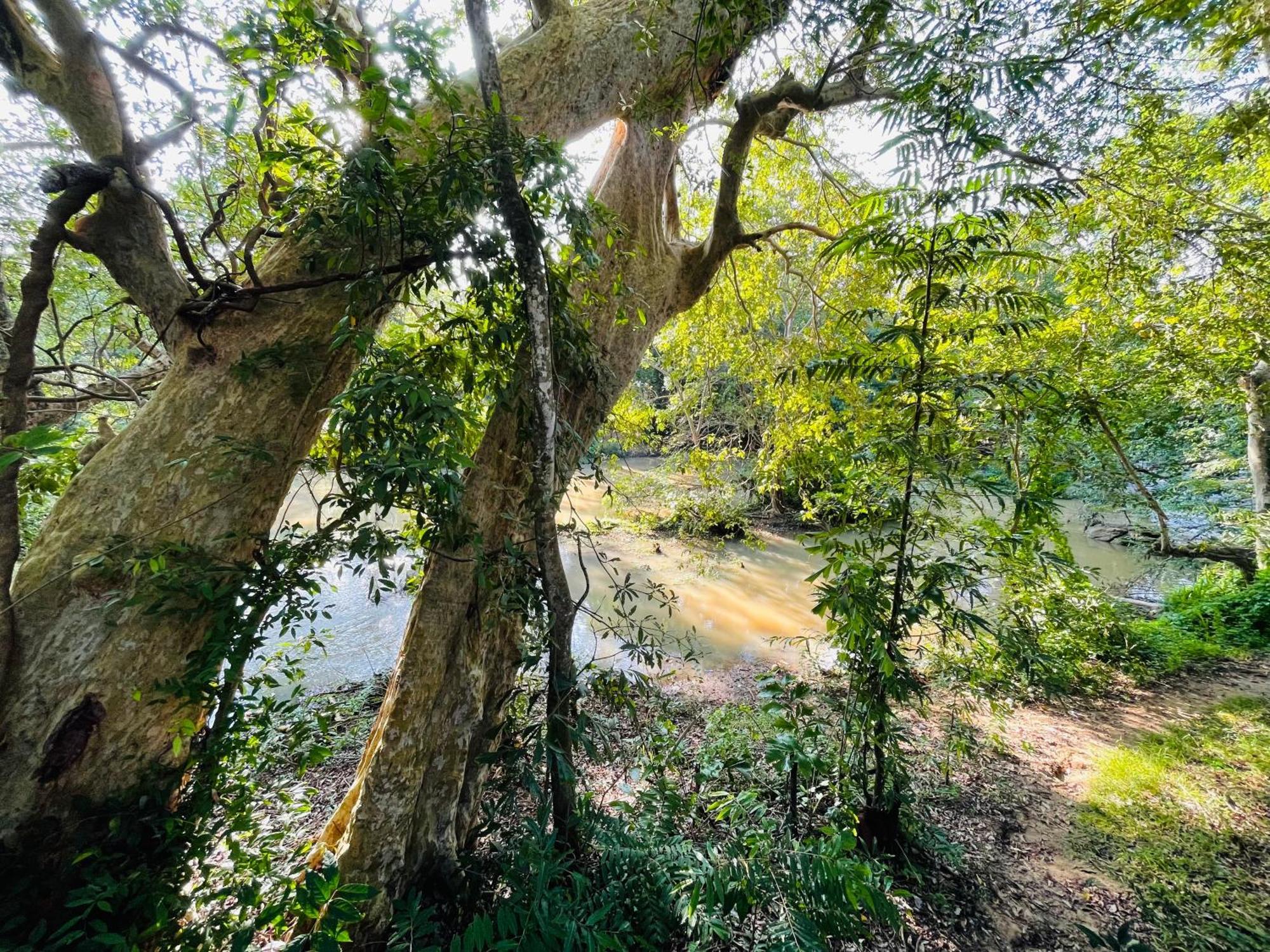 Yala Safari River View Hotel 티사마하라마 외부 사진